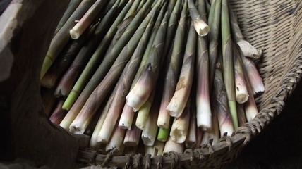 你吃过什么野菜?