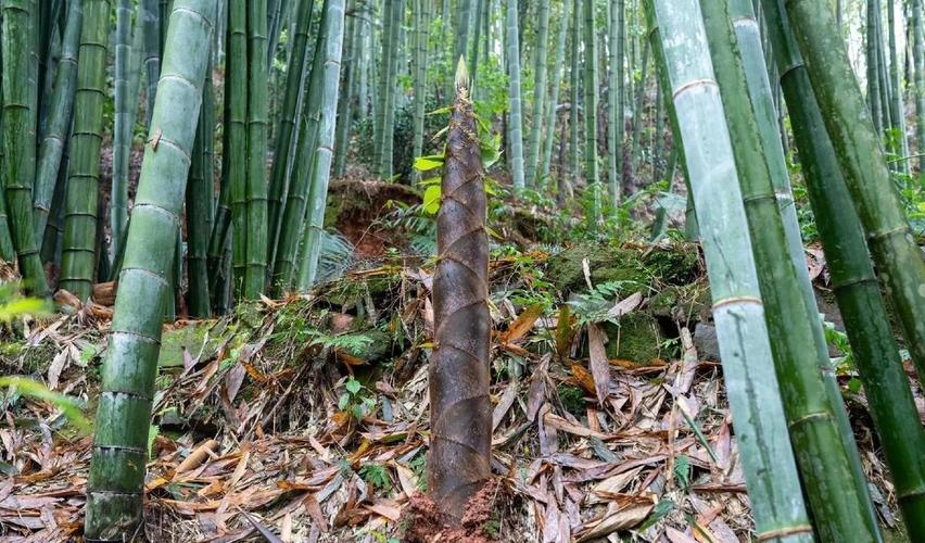 竹笋破土 传说中最为残忍的死刑方式